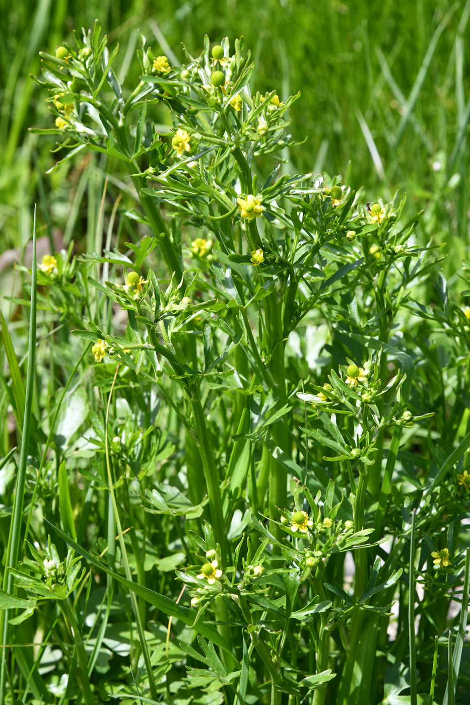 Image of Ranunculus sceleratus specimen.