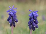 Muscari neglectum