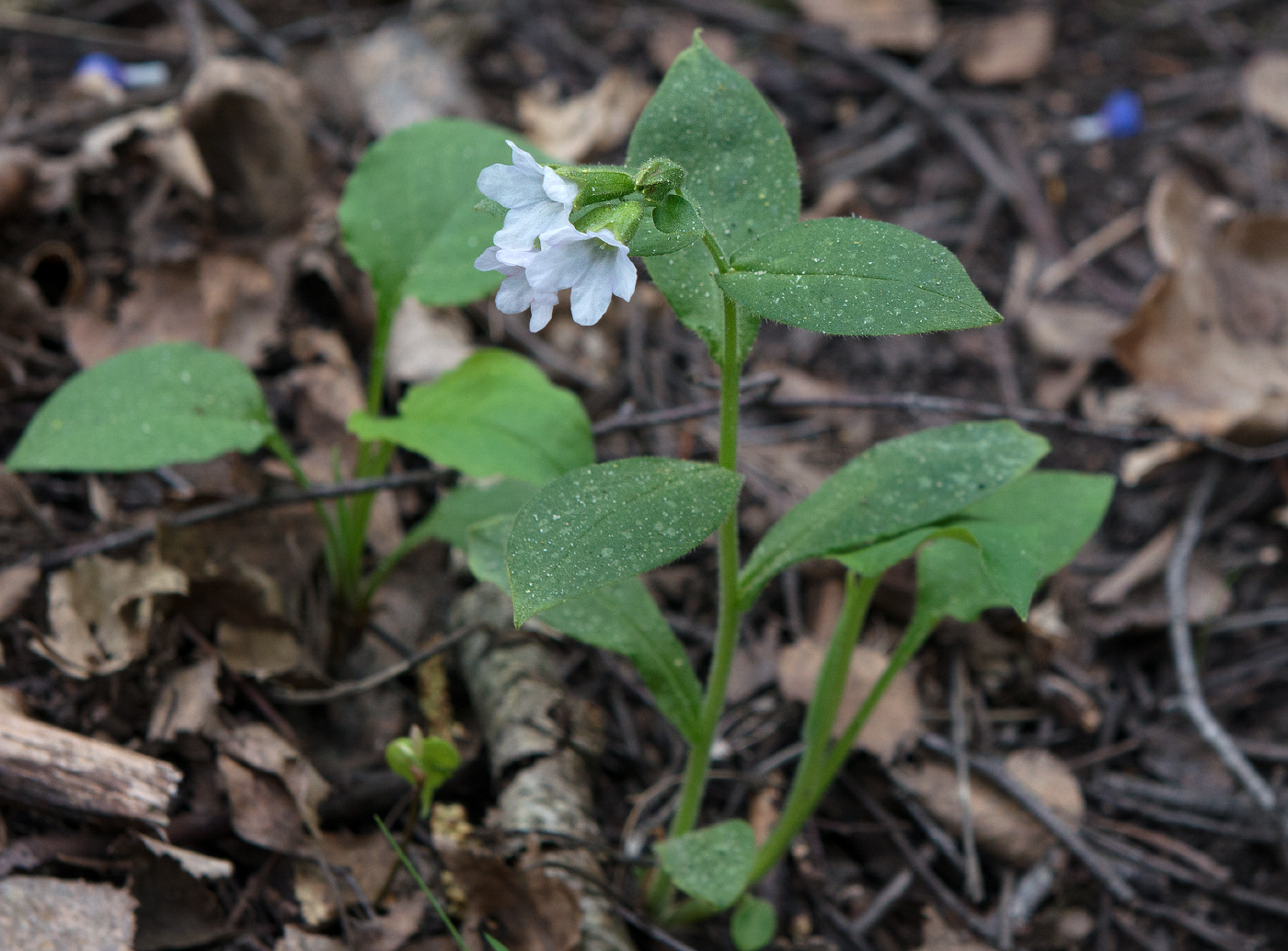 Image of genus Pulmonaria specimen.