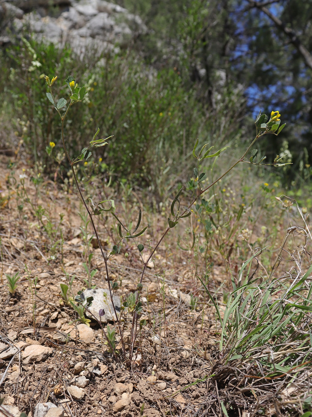 Image of Trigonella striata specimen.