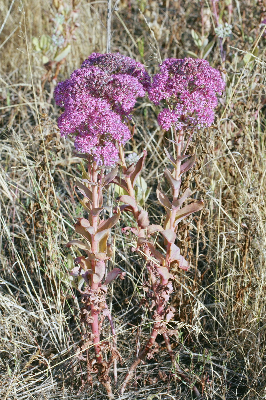 Image of Hylotelephium triphyllum specimen.
