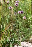 Erigeron pseudoseravschanicus