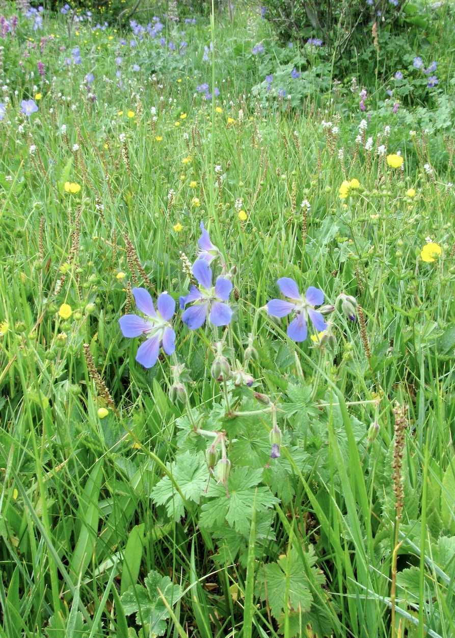 Изображение особи Geranium saxatile.