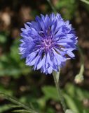 Centaurea cyanus