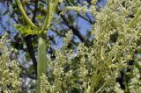 genus Rheum