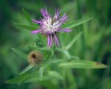 Centaurea trichocephala. Соцветие с питающимся жуком. Ростовская обл., окр. г. Донецк, разнотравный луг. 14.06.2025.