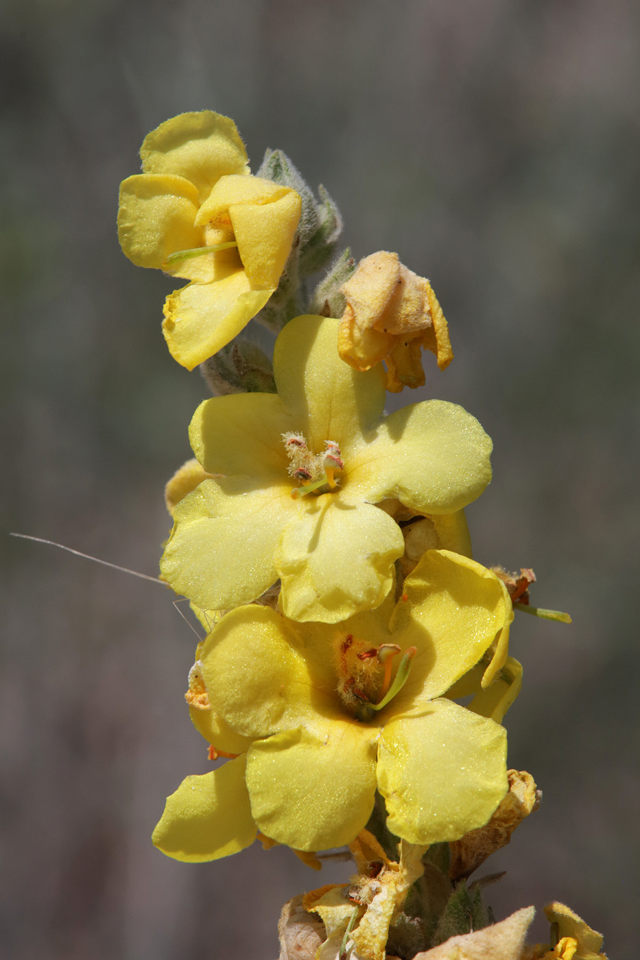 Image of genus Verbascum specimen.