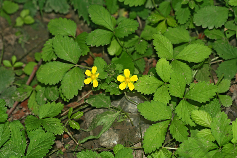 Изображение особи Duchesnea indica.