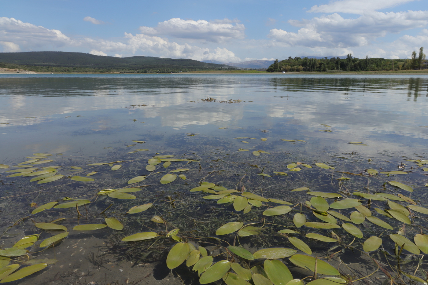 Изображение особи Potamogeton biformis.