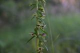 Epipactis helleborine