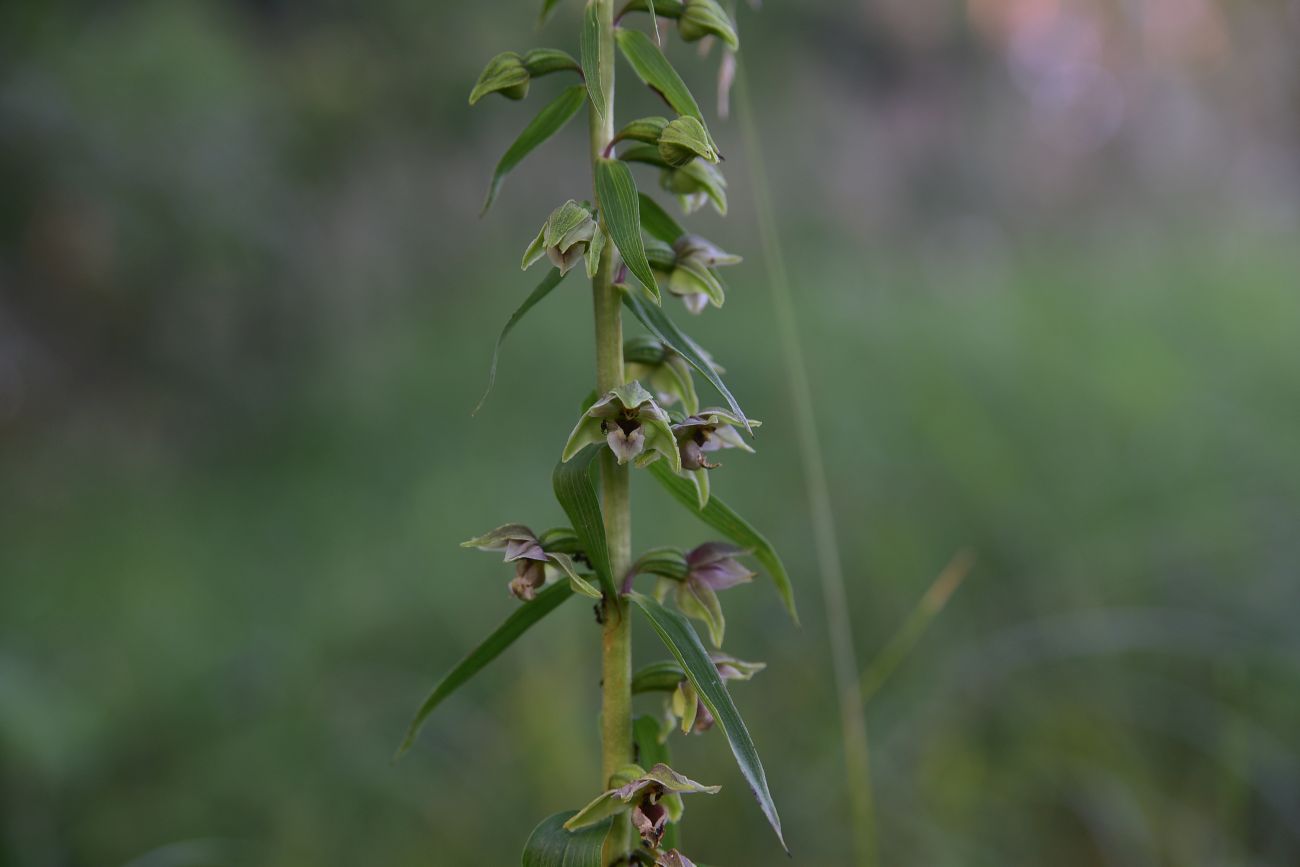 Image of Epipactis helleborine specimen.