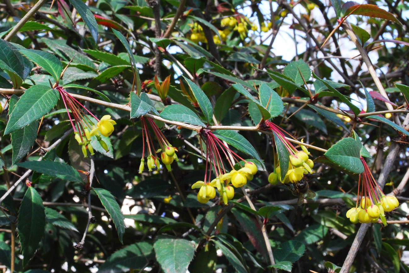 Изображение особи Berberis veitchii.