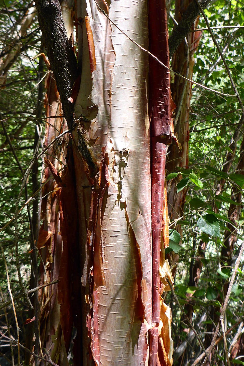 Image of Betula pamirica specimen.