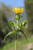 Helminthotheca echioides