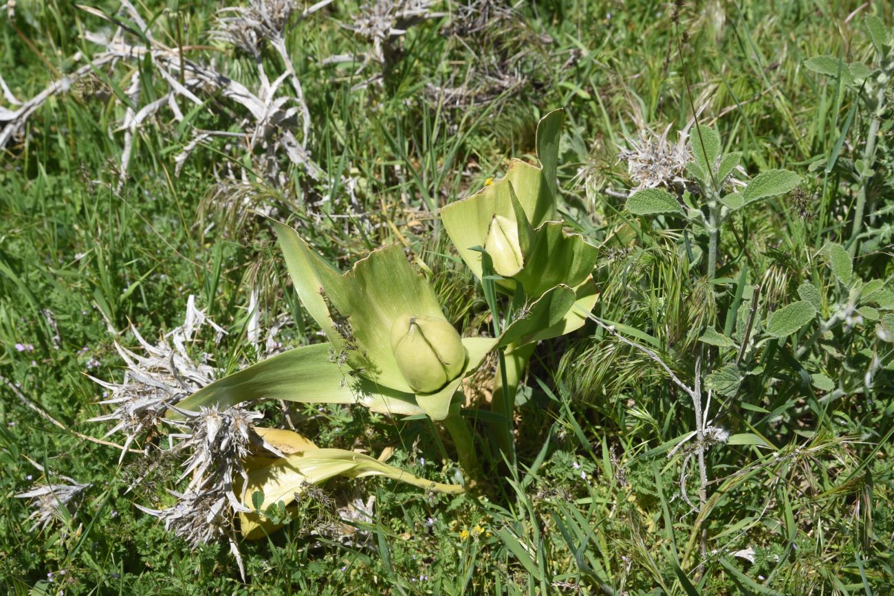Image of Unknown species specimen.