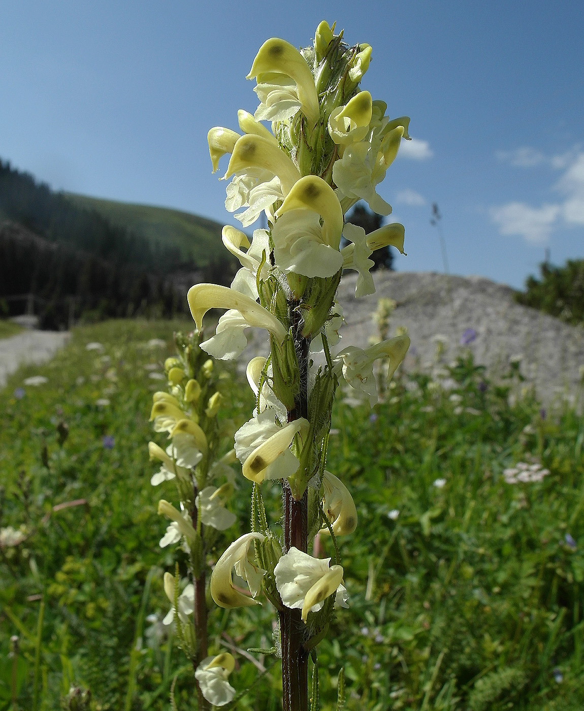 Image of Pedicularis dolichorrhiza specimen.