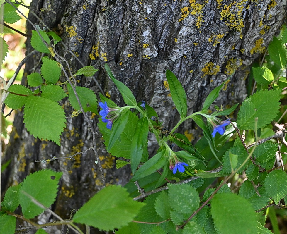 Image of Aegonychon purpurocaeruleum specimen.