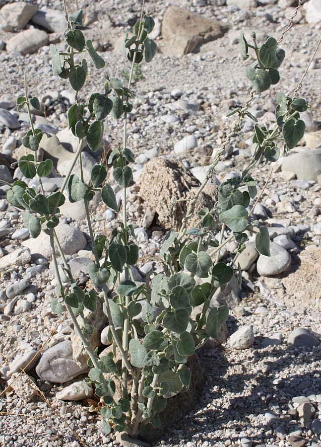 Image of Pergularia tomentosa specimen.