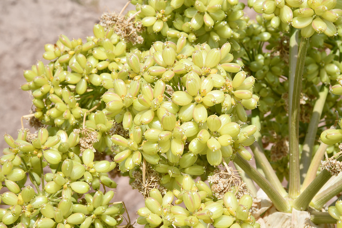 Изображение особи Ferula foetida.