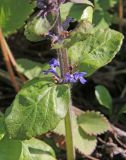 Ajuga genevensis