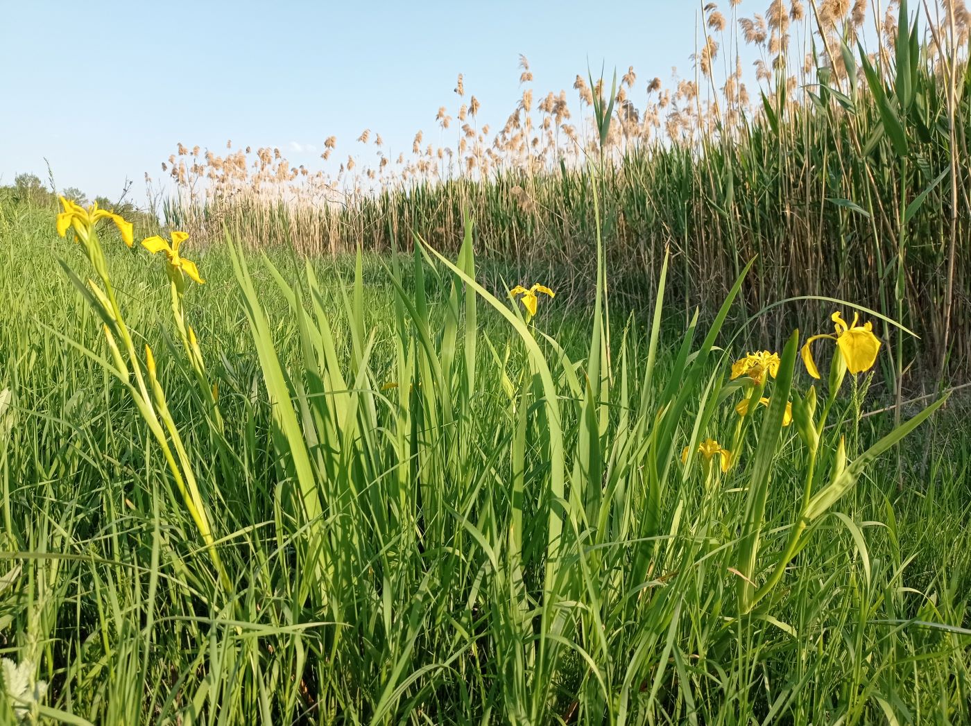 Image of Iris pseudacorus specimen.