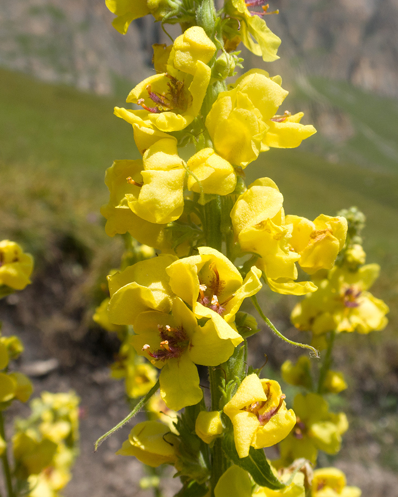 Image of Verbascum laxum specimen.
