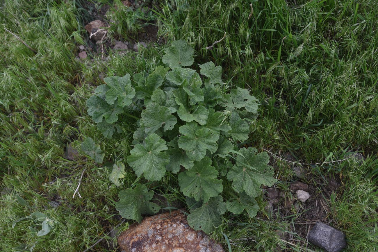 Image of familia Malvaceae specimen.