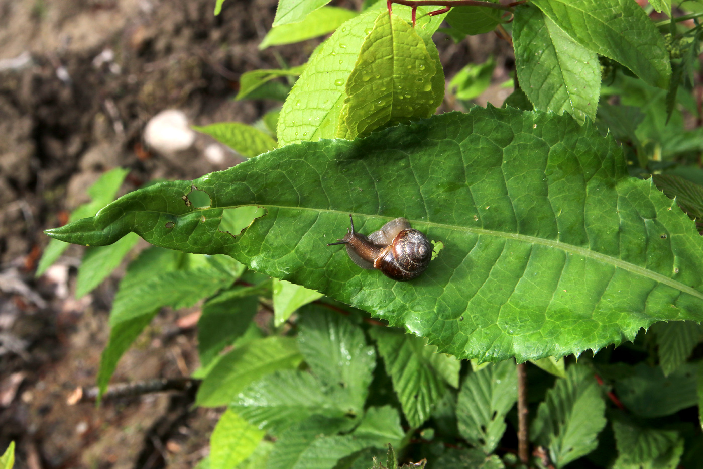 Image of Cirsium heterophyllum specimen.