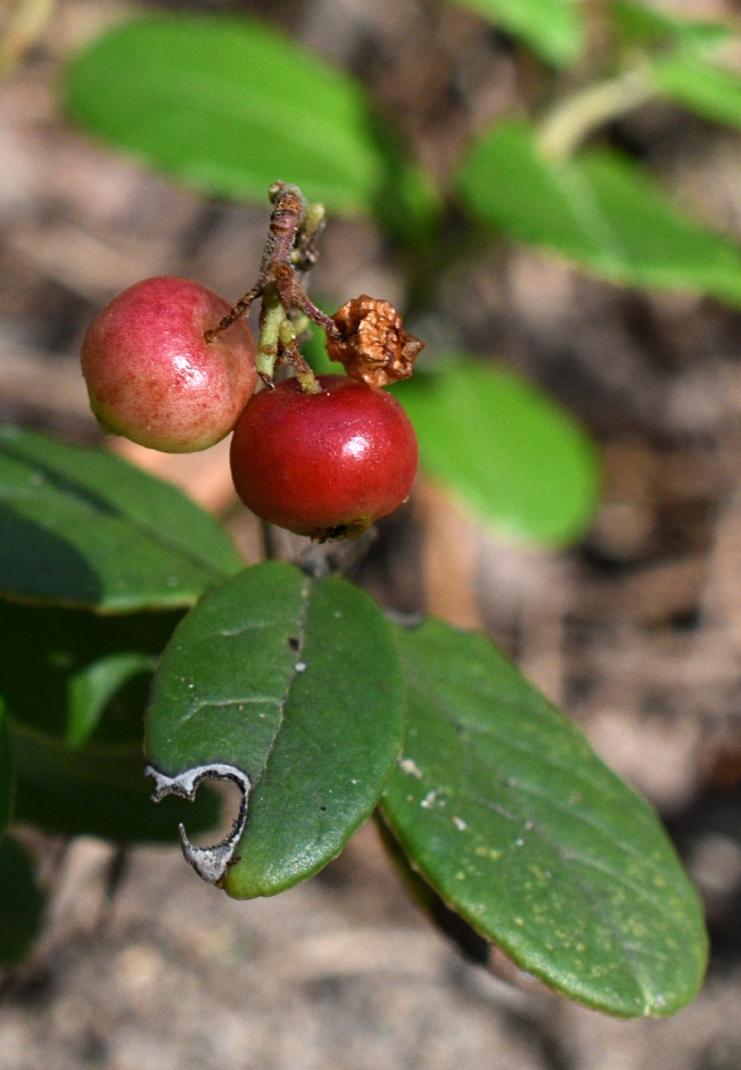 Image of Vaccinium vitis-idaea specimen.
