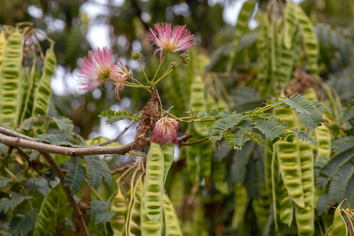 Изображение особи Albizia julibrissin.