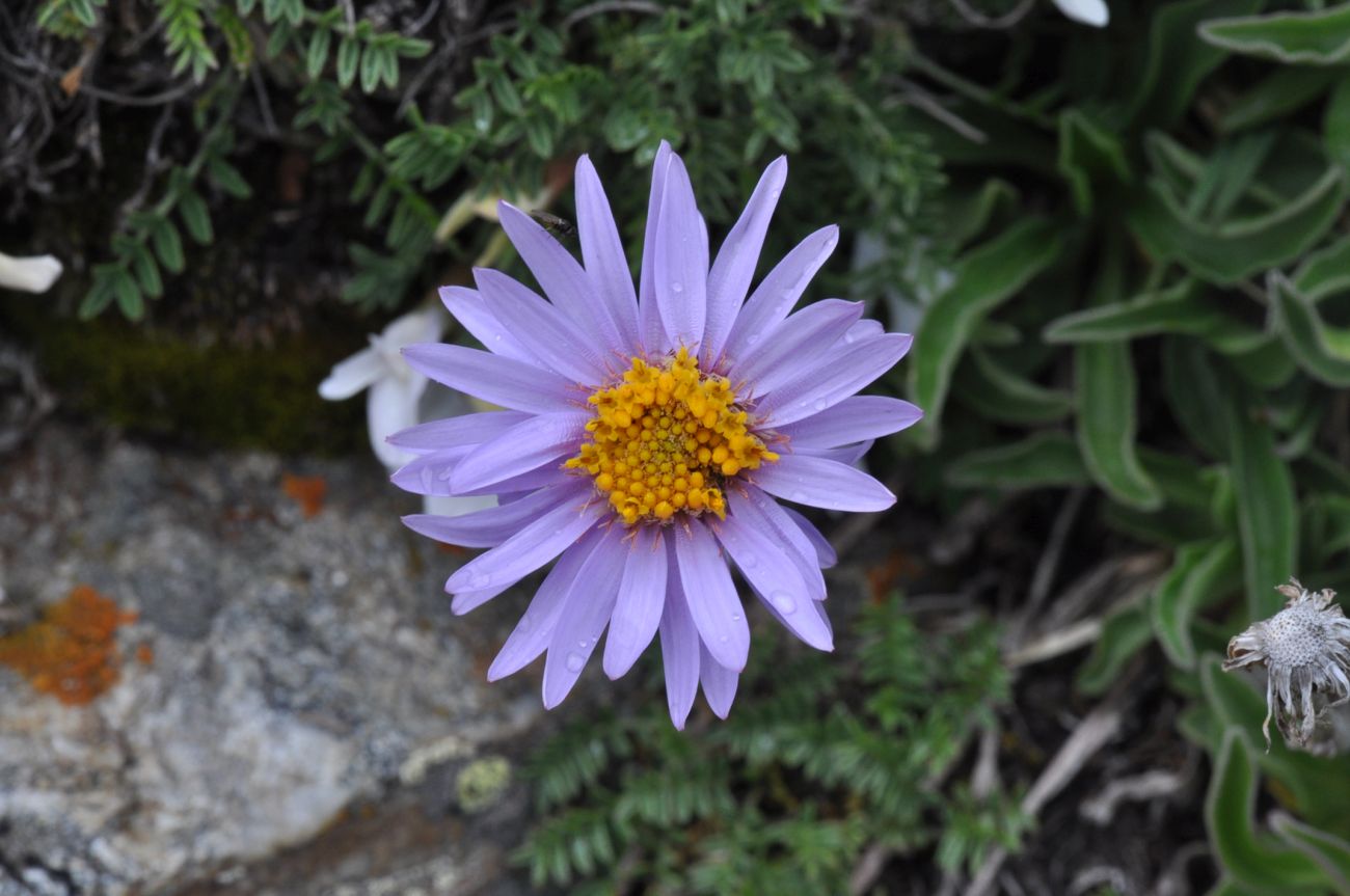 Изображение особи Неопознанный вид.