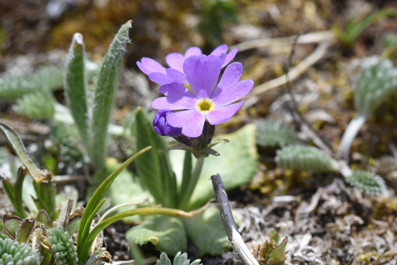 Image of Primula algida specimen.