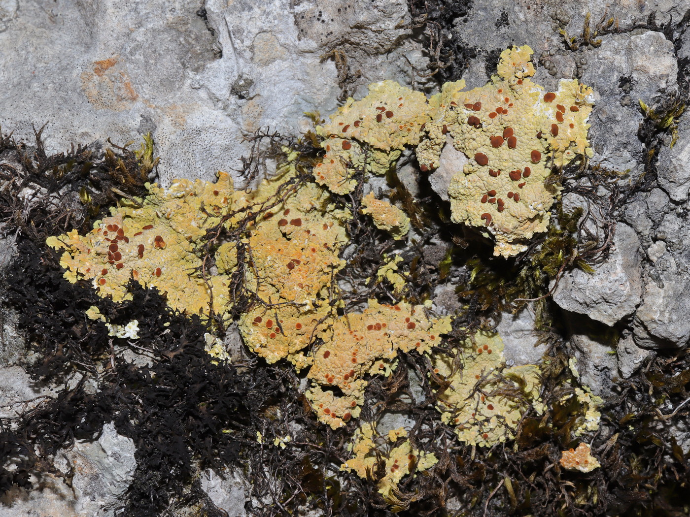 Image of Fulgensia fulgens specimen.