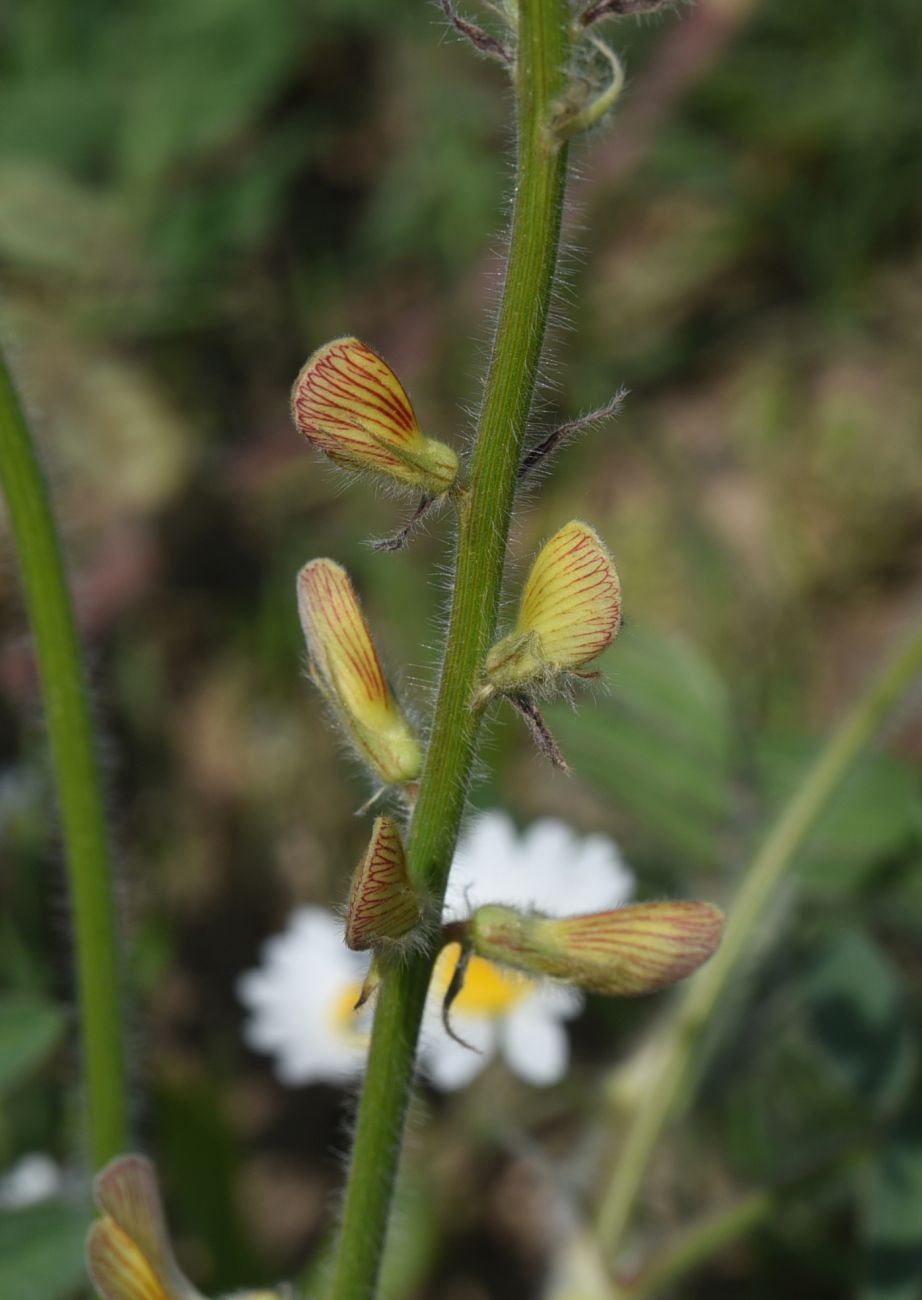 Изображение особи род Onobrychis.