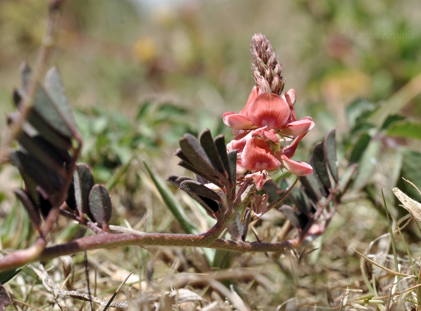 Изображение особи Indigofera hendecaphylla.