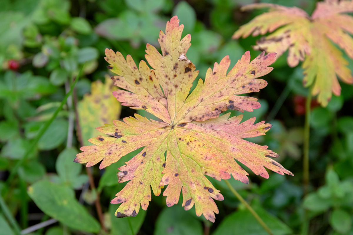 Изображение особи род Geranium.