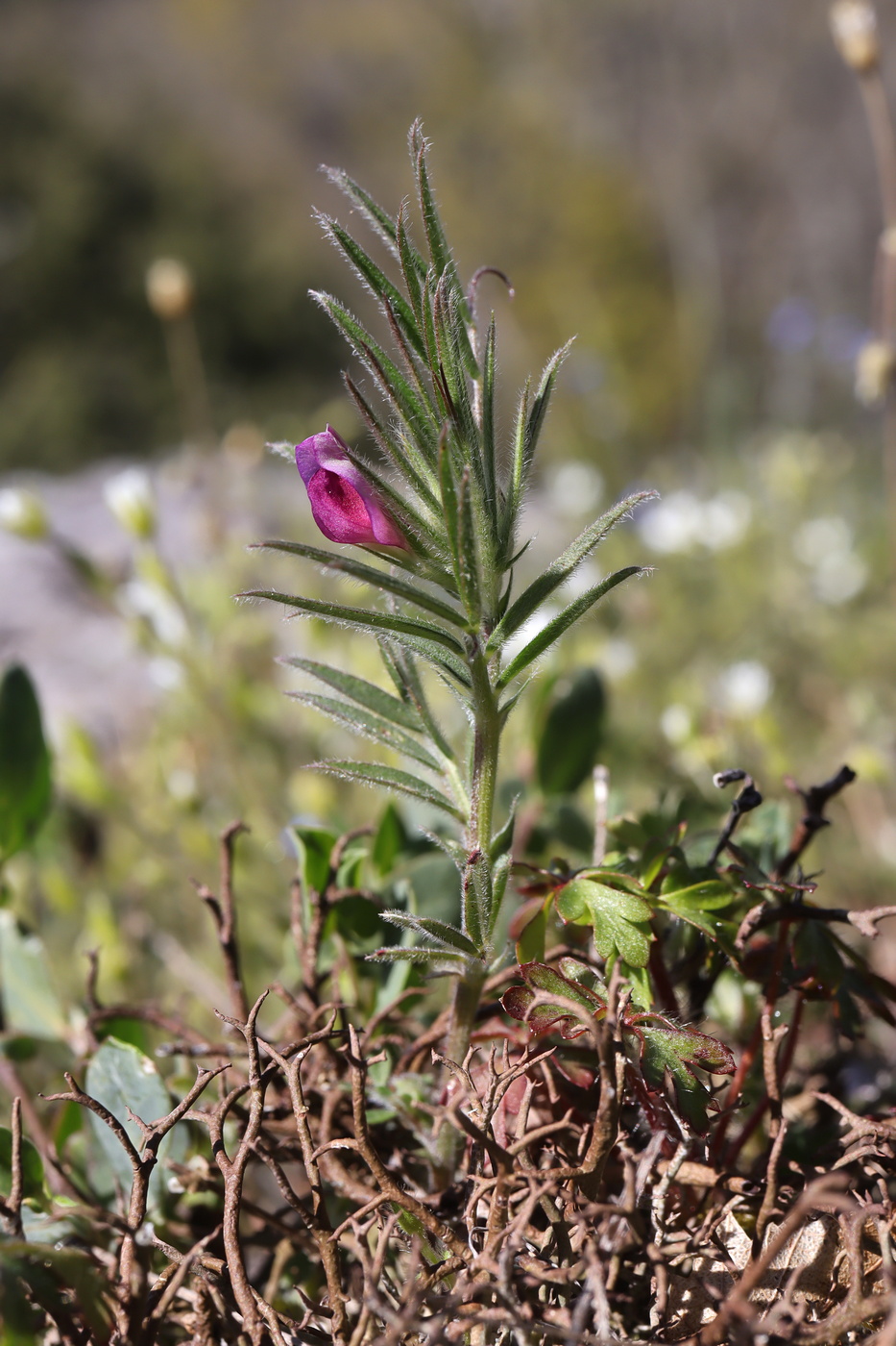 Изображение особи Vicia lathyroides.
