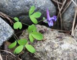Corydalis ussuriensis. Цветущее растение. Приморский край, Хасанский р-н, юго-западный берег бухты Рейд Паллада, окр. мыса Острено, каменистый берег моря близ опушки широколиственного леса. 16.05.2026.