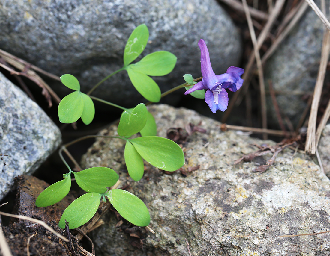 Изображение особи Corydalis ussuriensis.