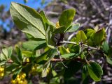 Berberis vulgaris. Верхушка веточки (видна абаксиальная сторона листа). Крым, окр. пос. Новый Свет, северный склон горы Сокол (Куш-Кая), близ скалы \"Чёртов палец\". 05.05.2025.