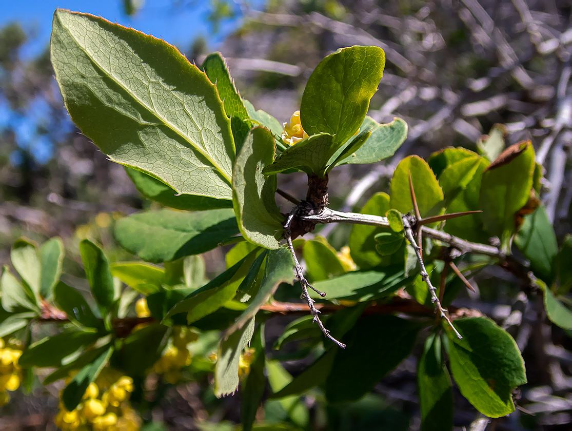 Изображение особи Berberis vulgaris.