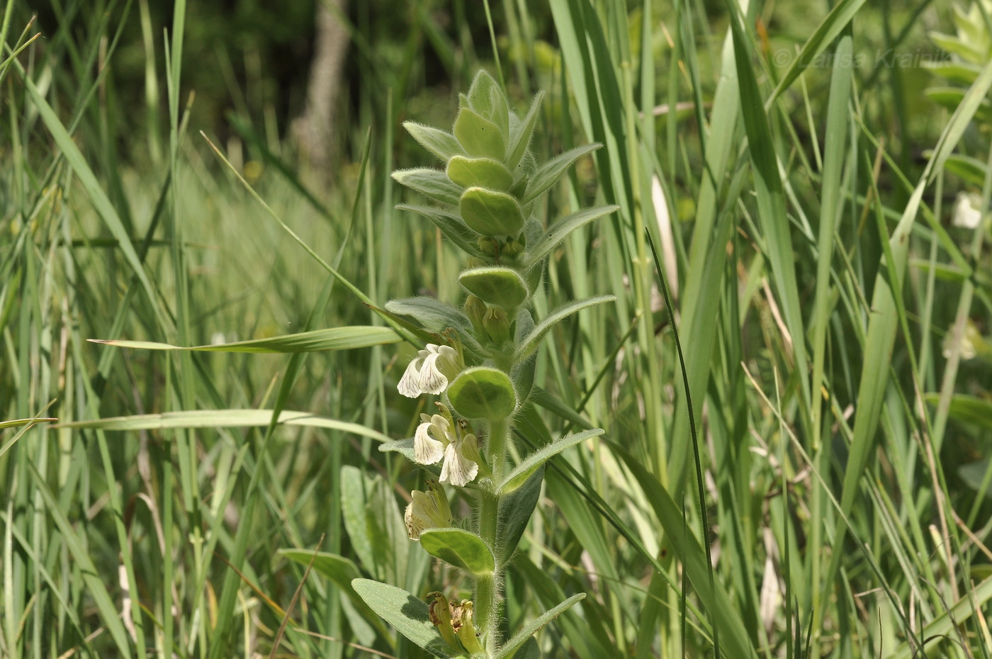 Image of Ajuga laxmannii specimen.