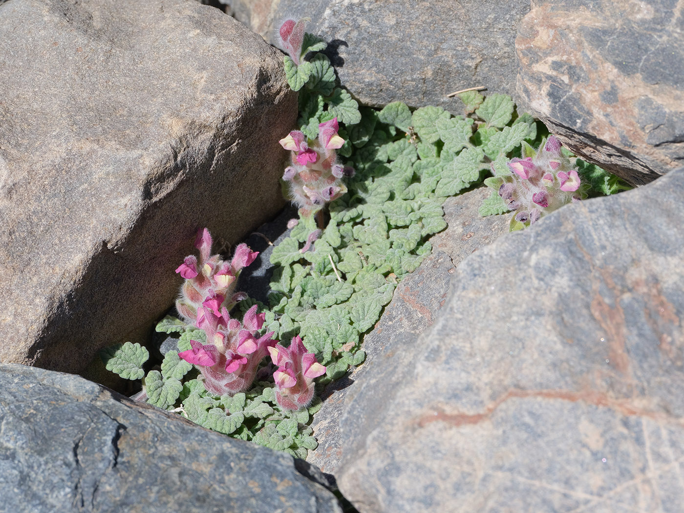 Image of Scutellaria pamirica specimen.