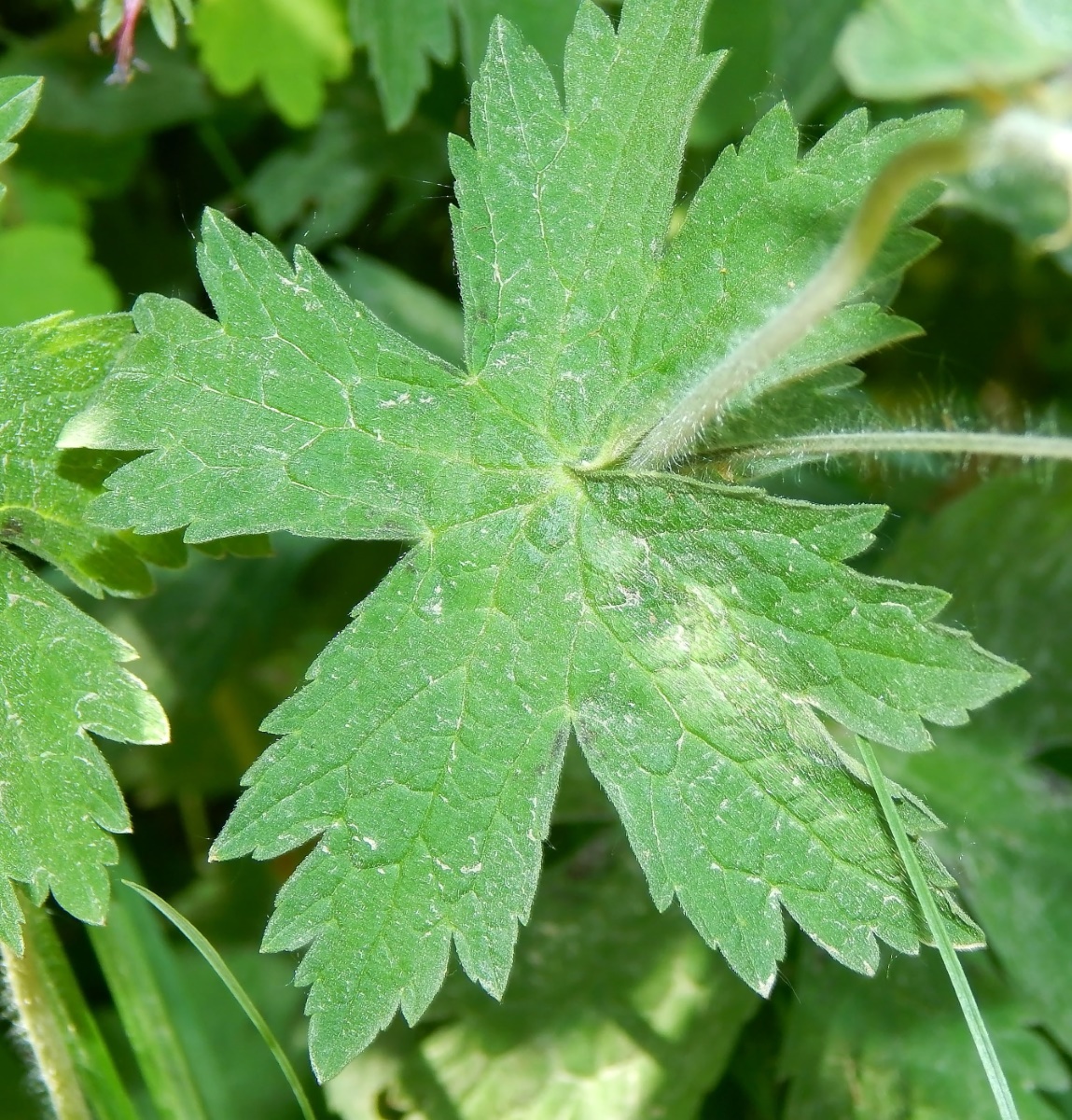 Image of Geranium phaeum specimen.