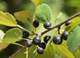 Rhamnus cathartica