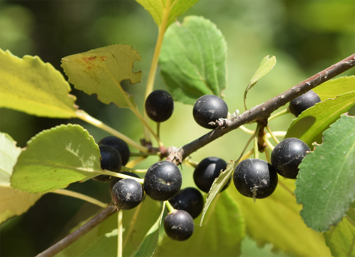 Image of Rhamnus cathartica specimen.