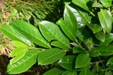 Lauro-cerasus officinalis