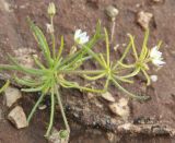 Spergula arvensis. Верхушка побега с соцветиями. Израиль, г. Кирьят-Оно, пустырь. 11.02.2011.