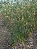 Schoenoplectus halophilus. Плодоносящие растения в сообществе с Phragmites australis. Астраханская обл., Наримановский р-н, берег сильноминерализованного ильменя Картоюльген. 20.08.2010.