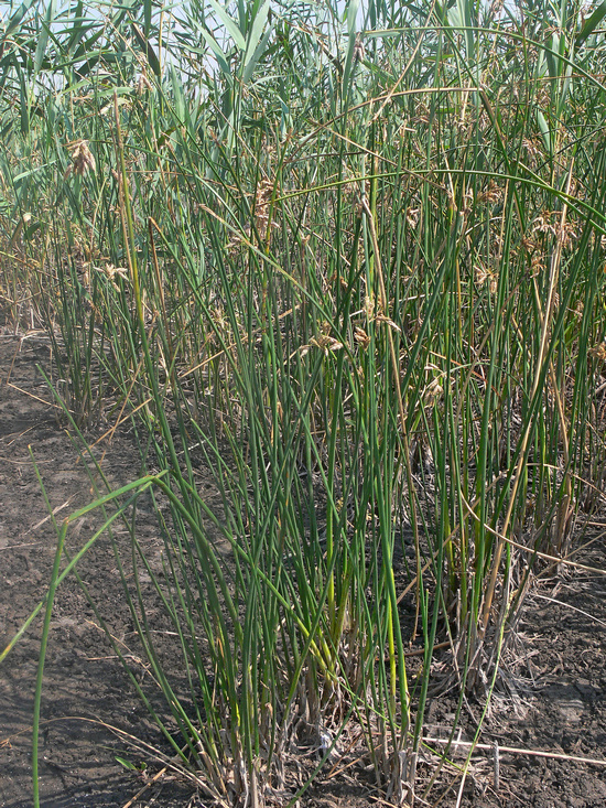 Image of Schoenoplectus halophilus specimen.